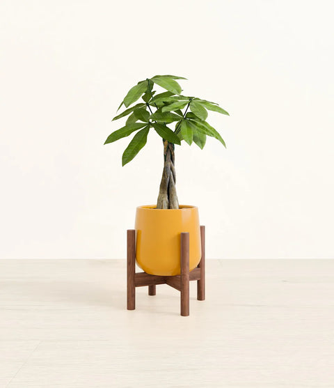 Money Tree
