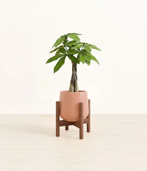 Money Tree
