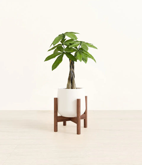 Money Tree