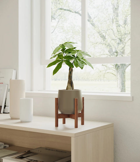 Money Tree