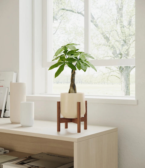 Money Tree