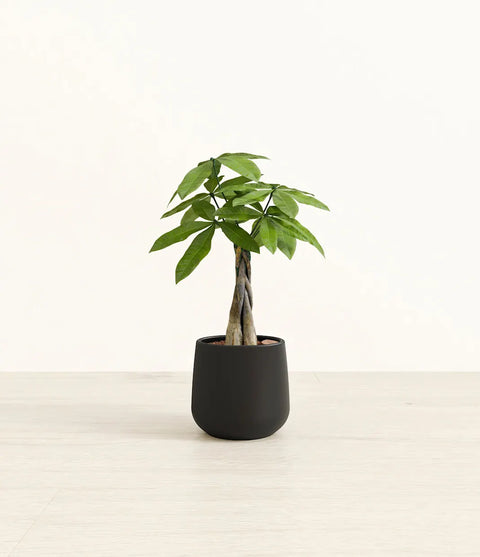 Money Tree