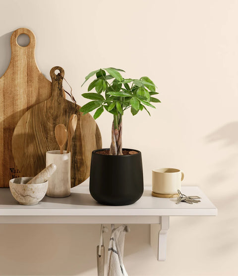 Money Tree