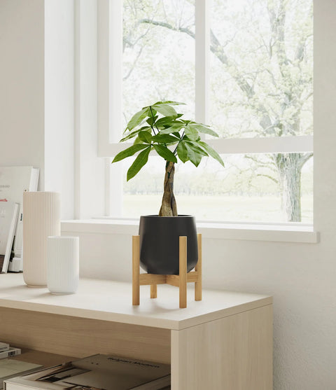 Money Tree