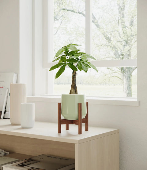 Money Tree
