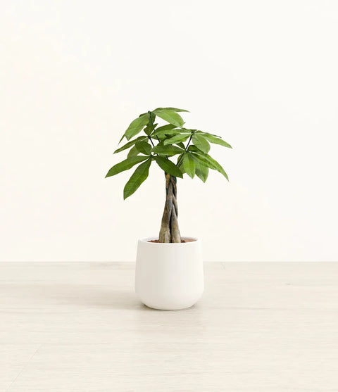 Money Tree