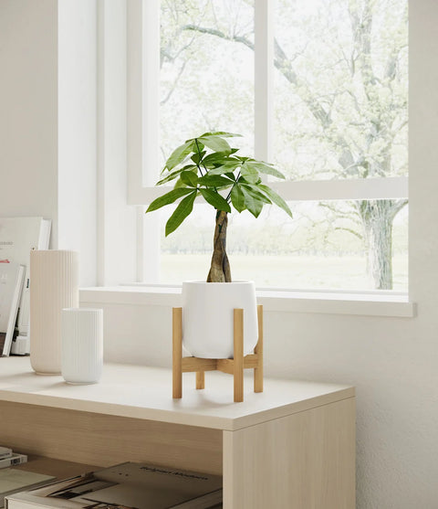 Money Tree