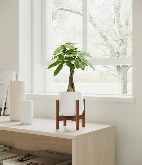 Money Tree