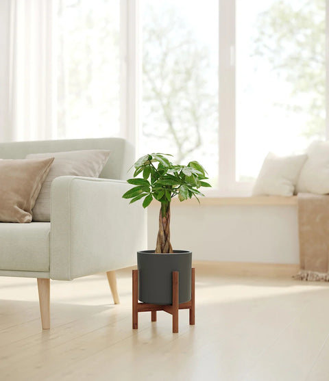 Money Tree