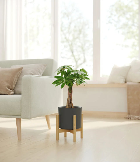Money Tree