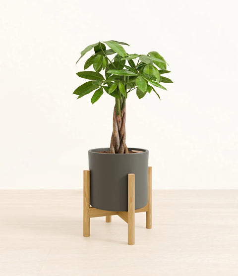 Money Tree