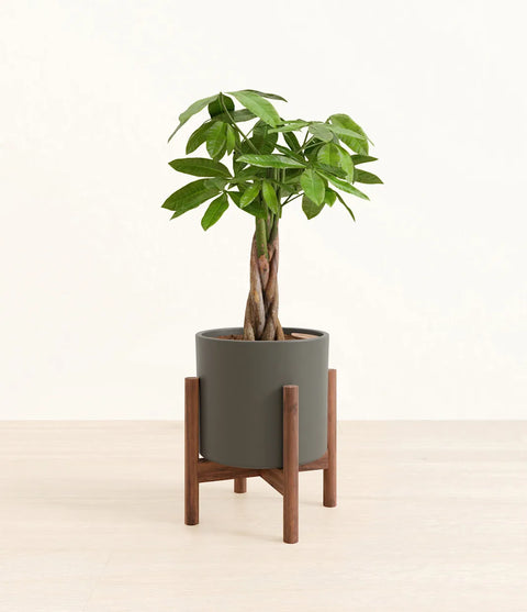 Money Tree