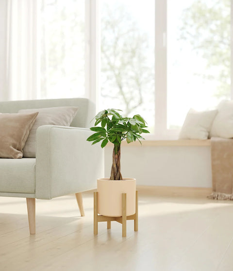 Money Tree