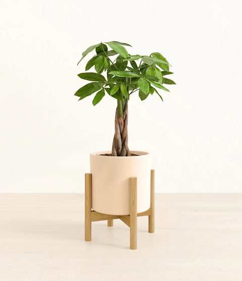 Money Tree
