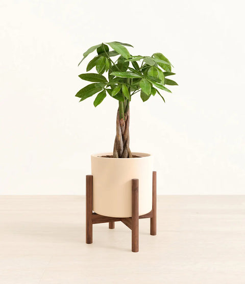 Money Tree