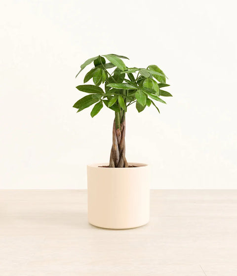 Money Tree