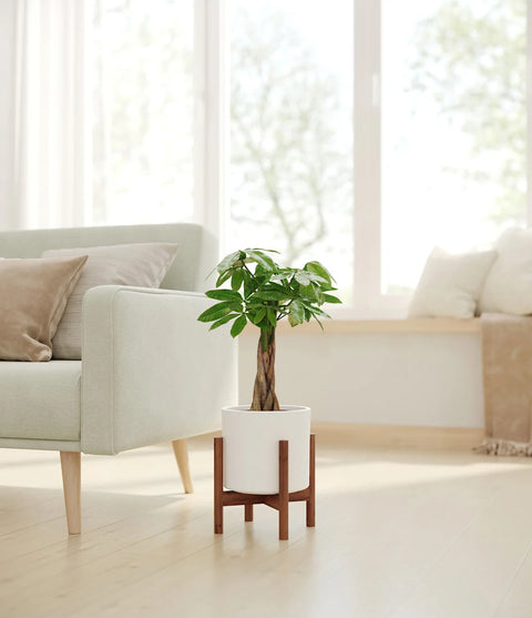 Money Tree