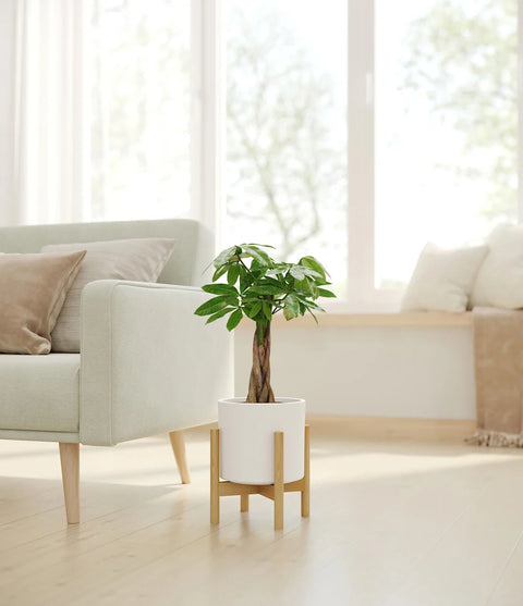 Money Tree