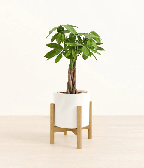 Money Tree