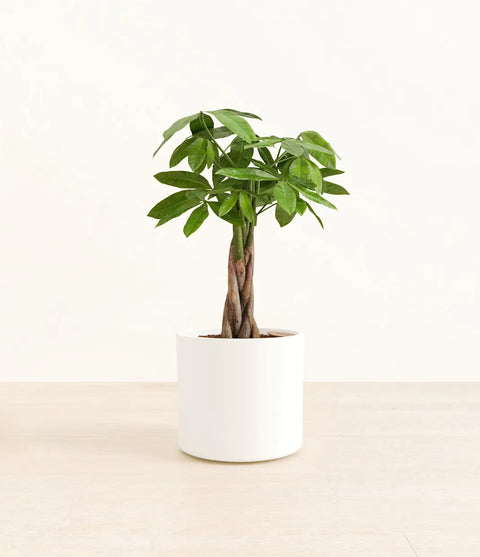 Money Tree
