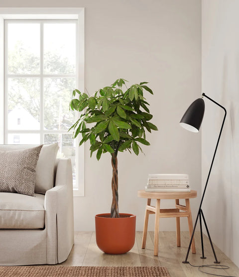 Money Tree XL