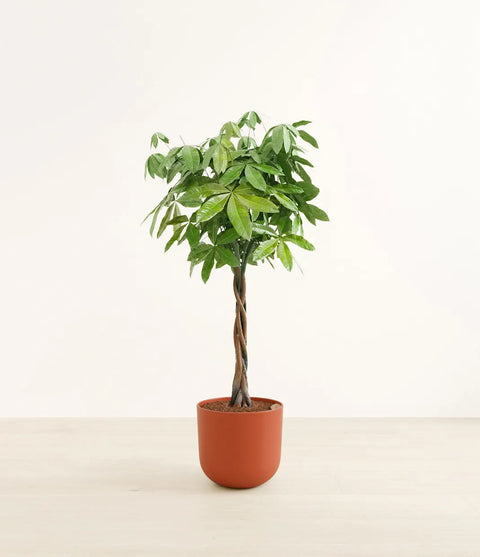 Money Tree XL