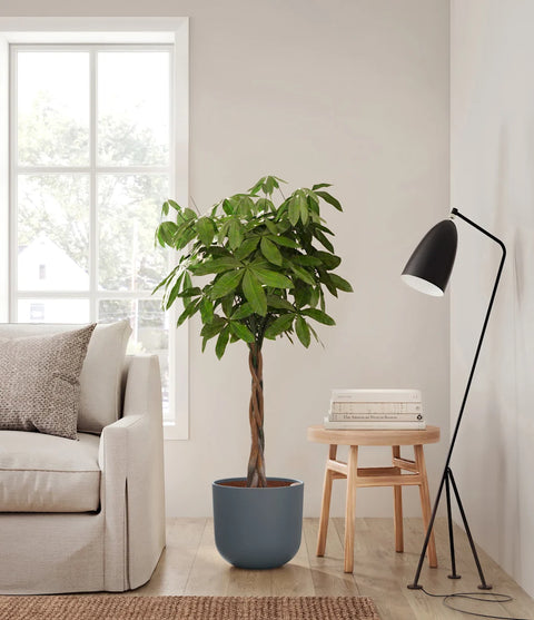 Money Tree XL