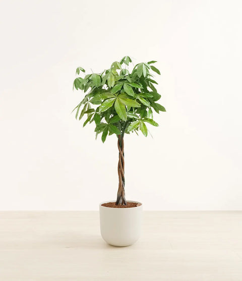 Money Tree XL