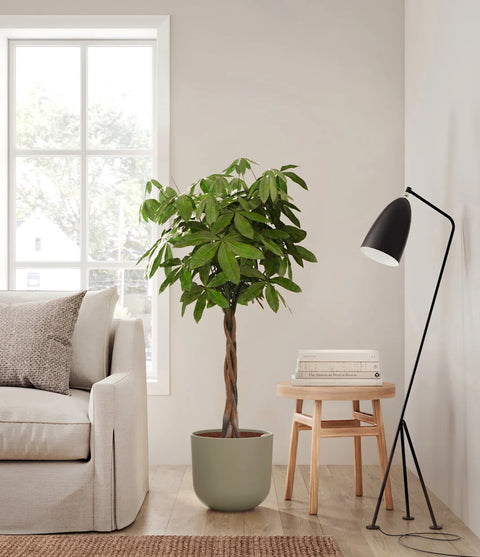 Money Tree XL
