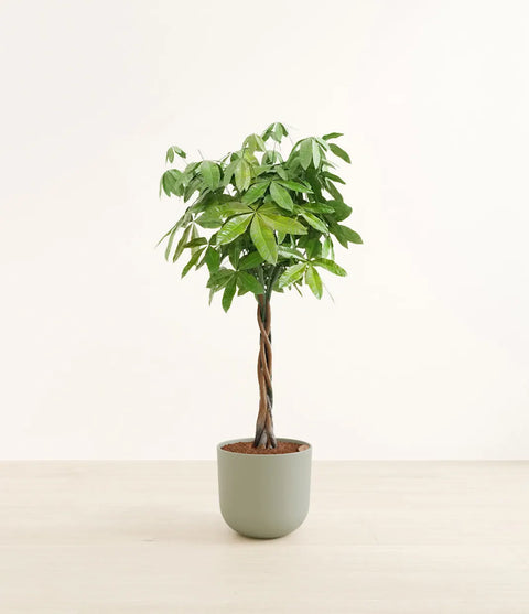 Money Tree XL