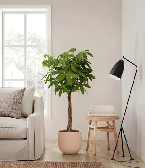 Money Tree XL