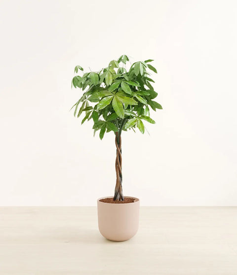 Money Tree XL