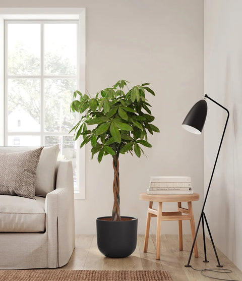 Money Tree XL
