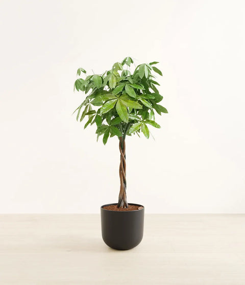 Money Tree XL
