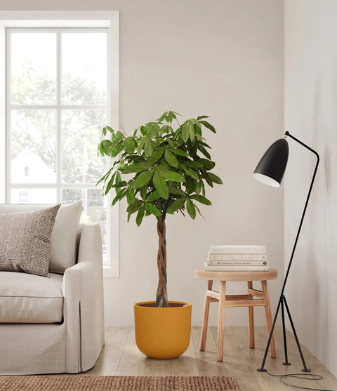 Money Tree XL
