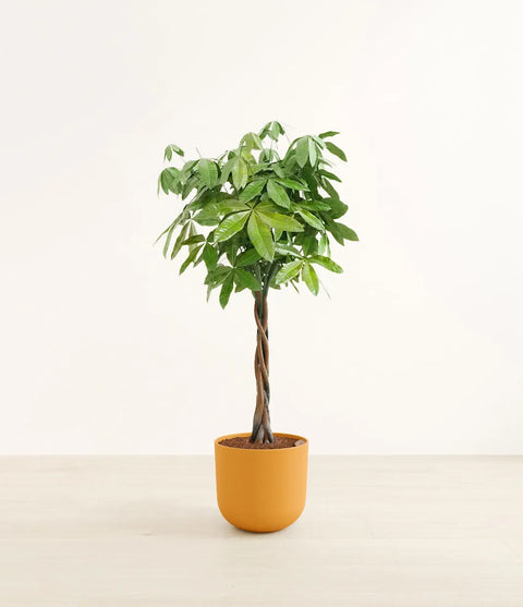 Money Tree XL