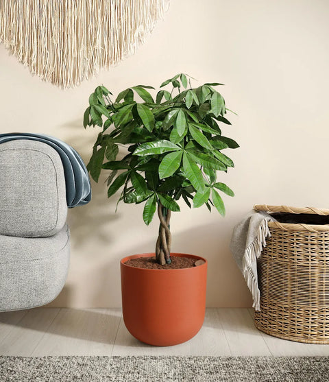 Money Tree