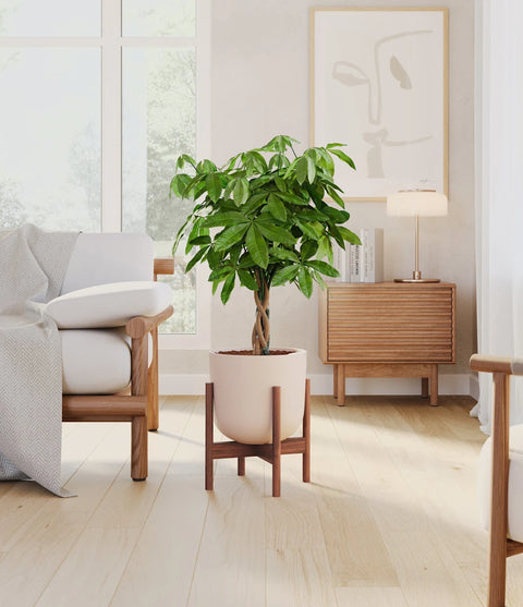 Money Tree