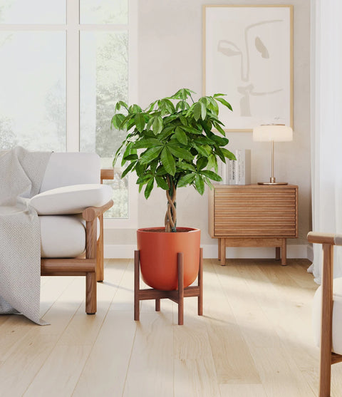 Money Tree