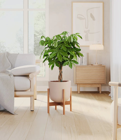 Money Tree
