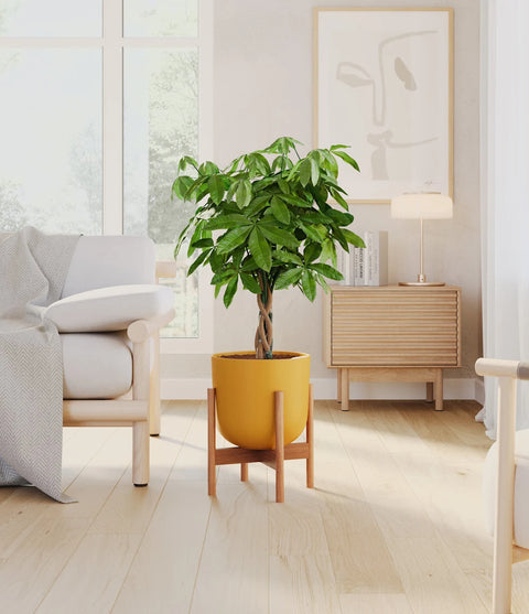 Money Tree