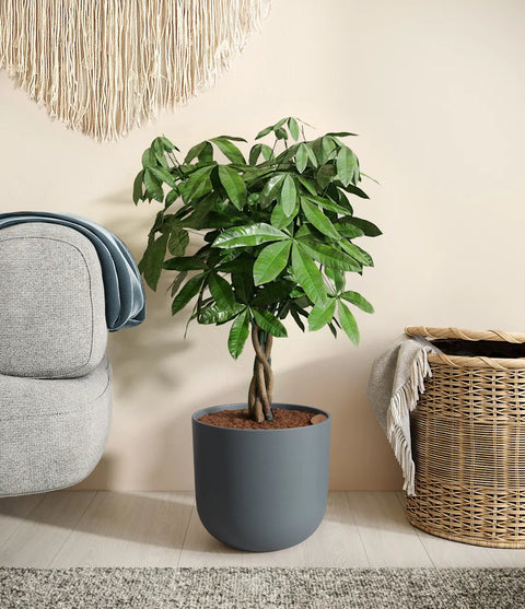 Money Tree