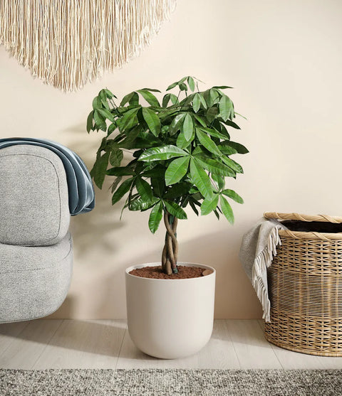 Money Tree