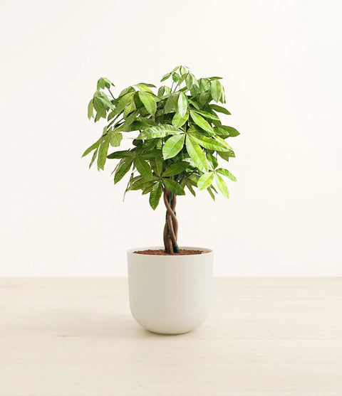 Money Tree