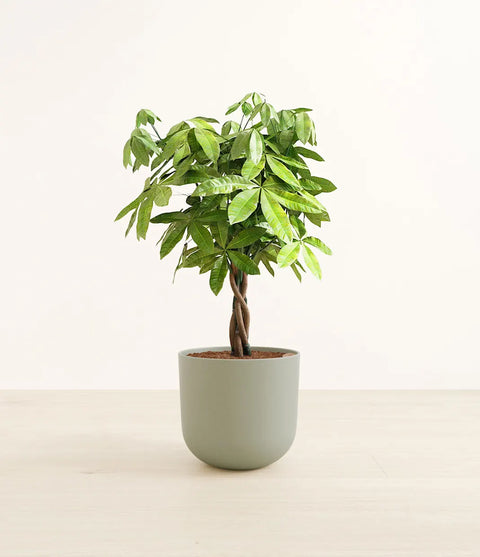 Money Tree