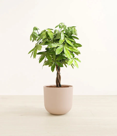 Money Tree