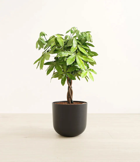 Money Tree