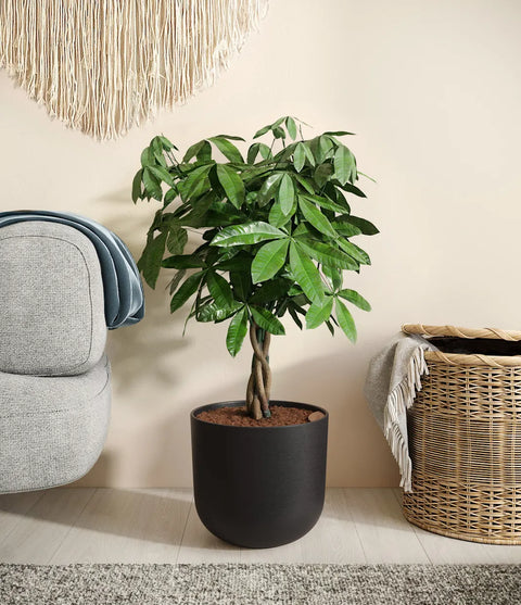 Money Tree