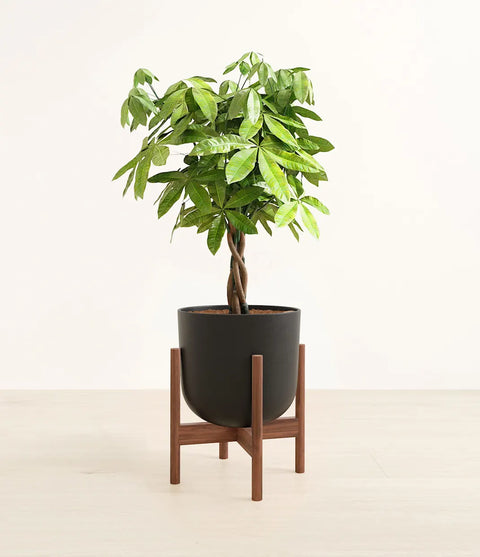 Money Tree