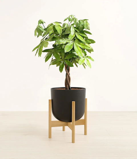 Money Tree
